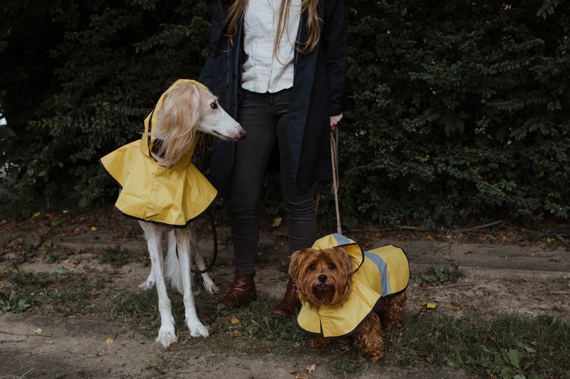 a person walking two dogs with rain coats