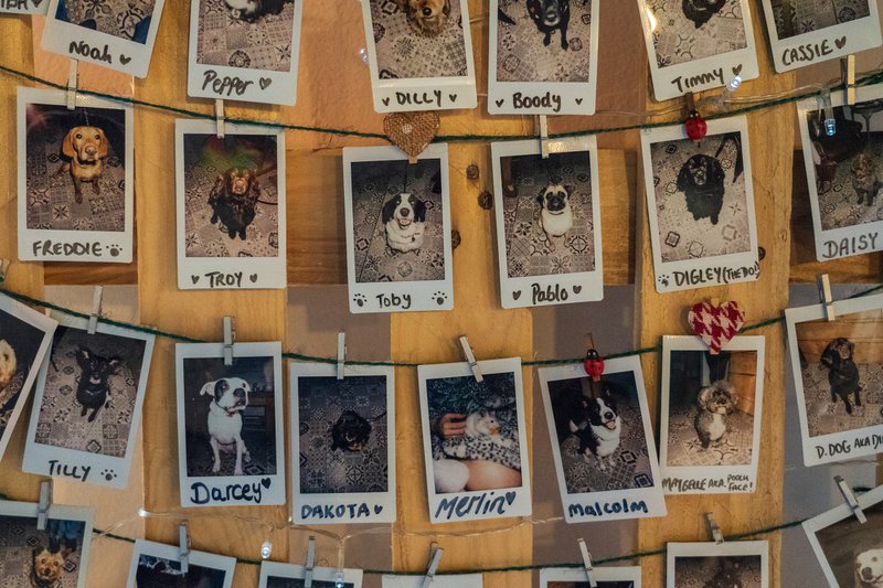 palaroid pictures of dogs on the wall with their names written under