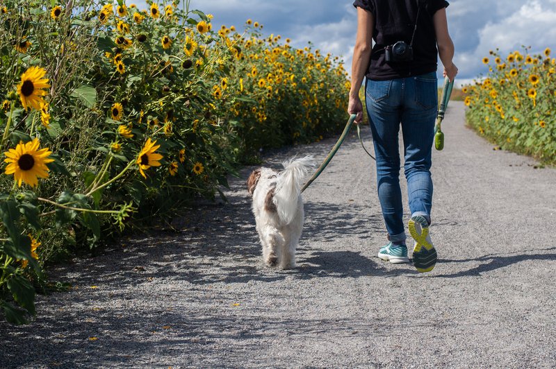 a person walking a dog between sunflowers